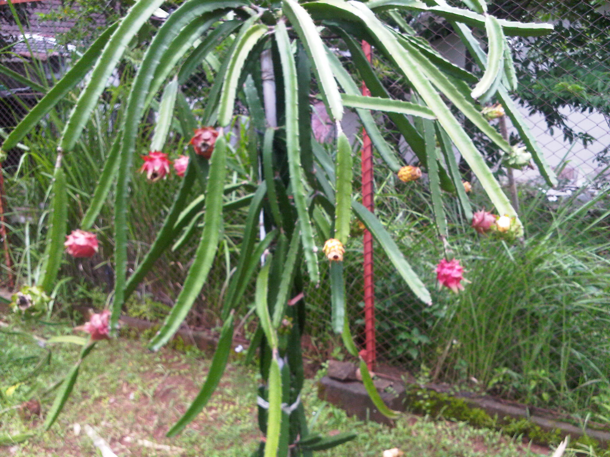 Dragon Fruit Tree Images