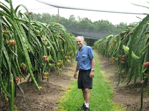 Dragon Fruit Tree Images