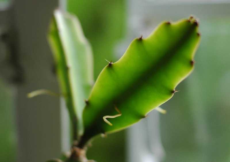 Dragon Fruit Tree In A Pot