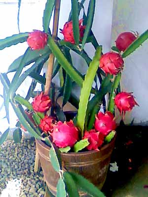 Dragon Fruit Tree In A Pot