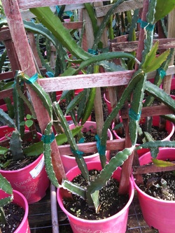 Dragon Fruit Tree In A Pot