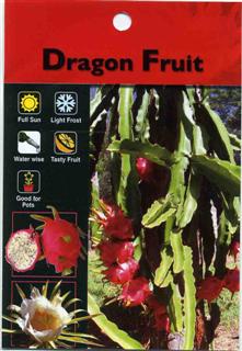 Dragon Fruit Tree In A Pot