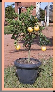 Dragon Fruit Tree In A Pot