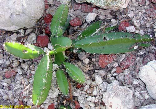 Dragon Fruit Tree In A Pot