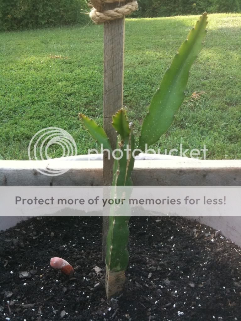 Dragon Fruit Tree In A Pot