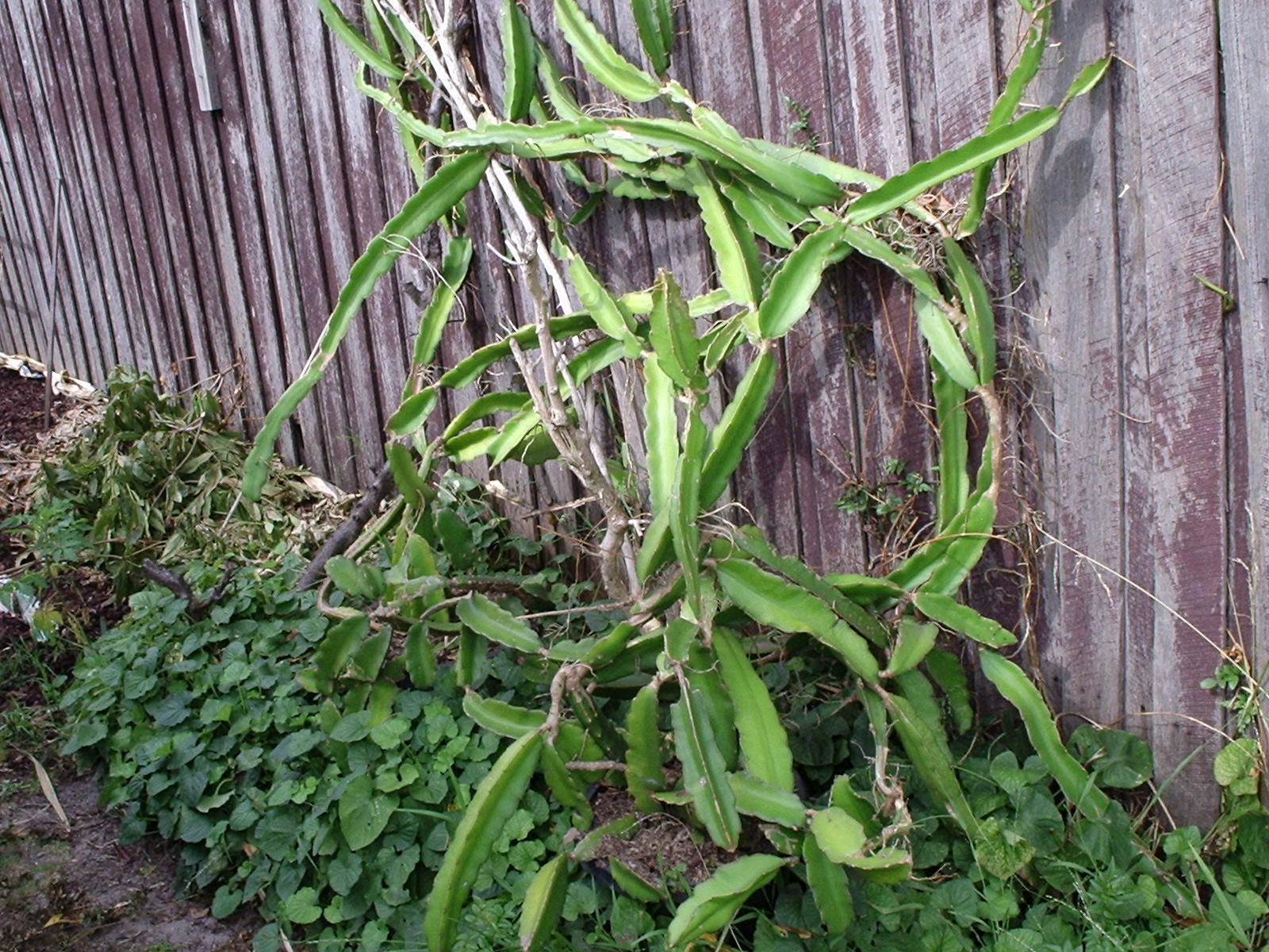 Dragon Fruit Tree In A Pot