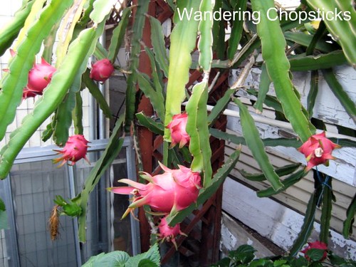 Dragon Fruit Tree In A Pot