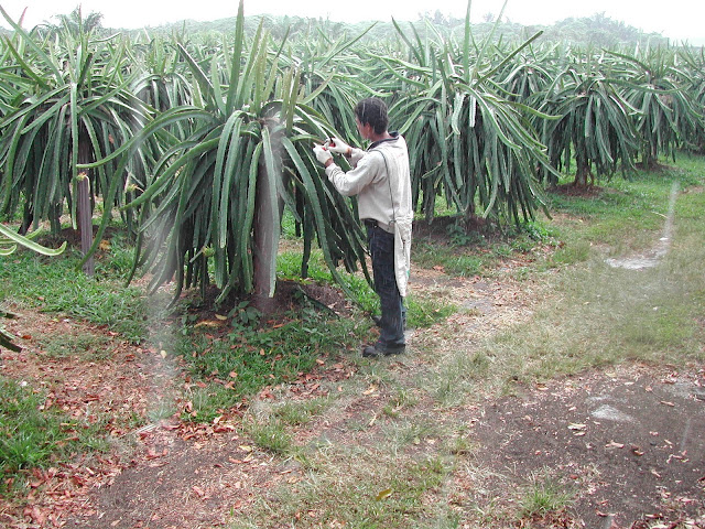 Dragon Fruit Tree Picture