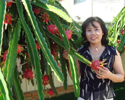 Dragon Fruit Tree Picture