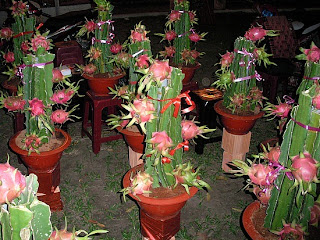 Dragon Fruit Tree Picture