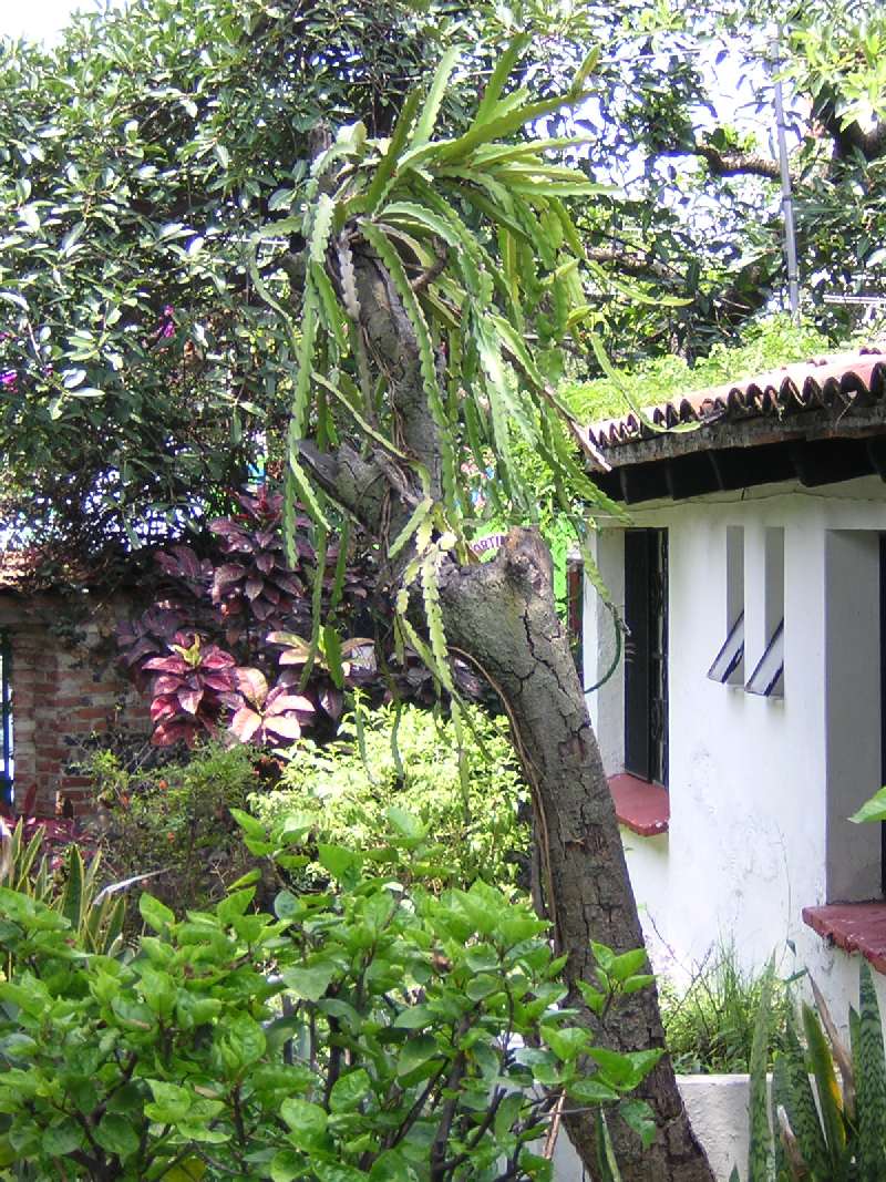 Dragon Fruit Tree Picture