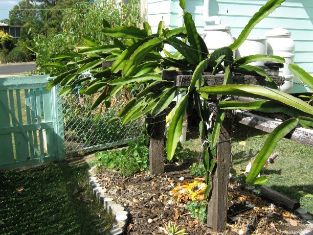 Dragon Fruit Tree Picture