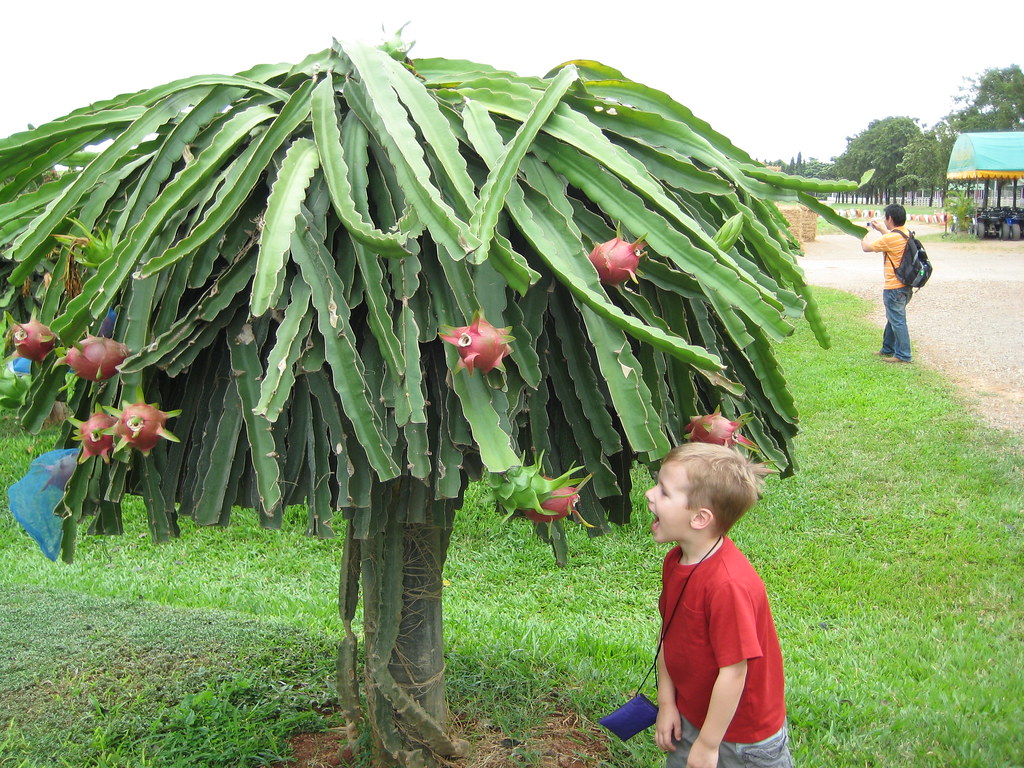 Dragon Fruit Tree Picture