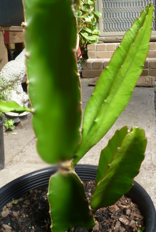 Dragon Fruit Tree Plant