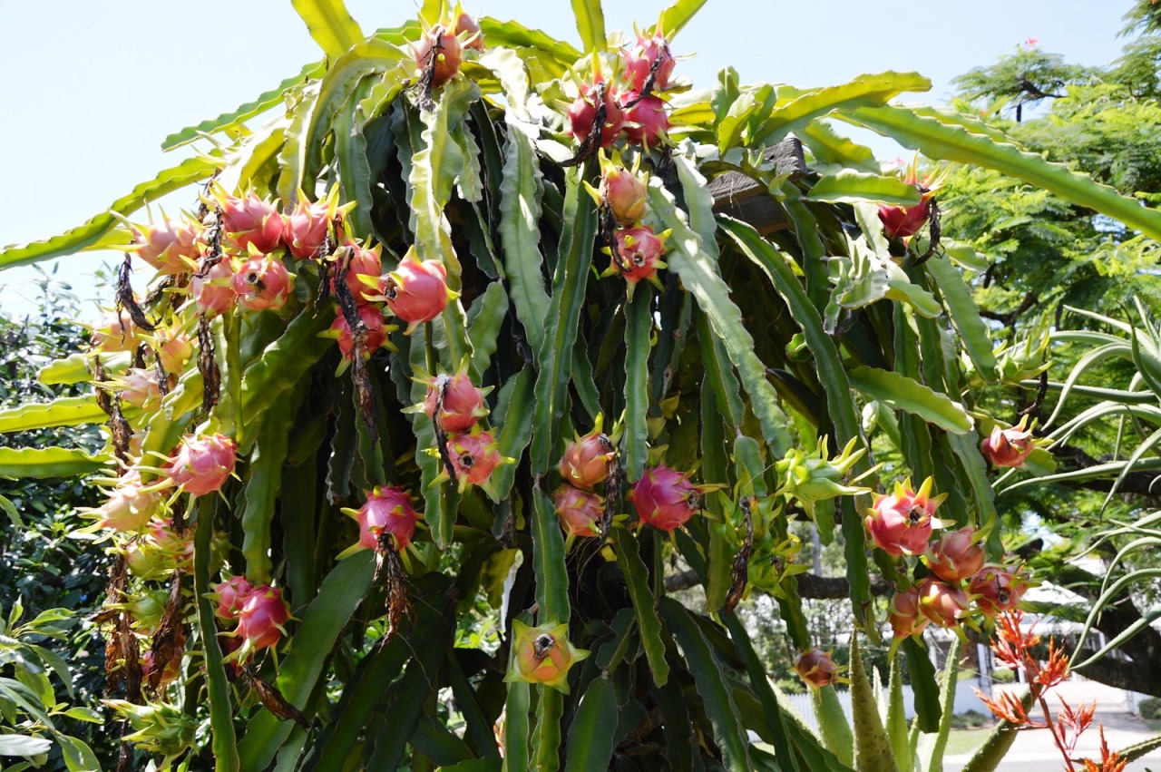 Dragon Fruit Tree Plant