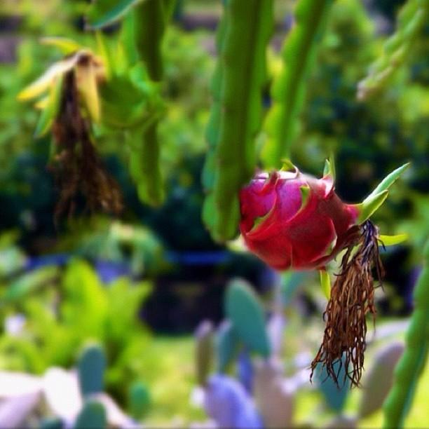 Dragon Fruit Tree Plant