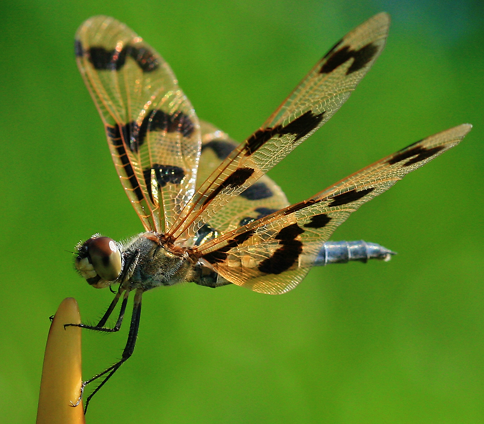 Dragonfly