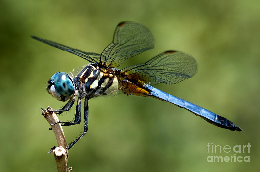 Dragonfly