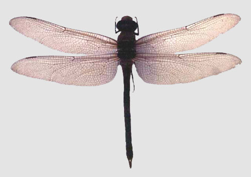 Dragonfly