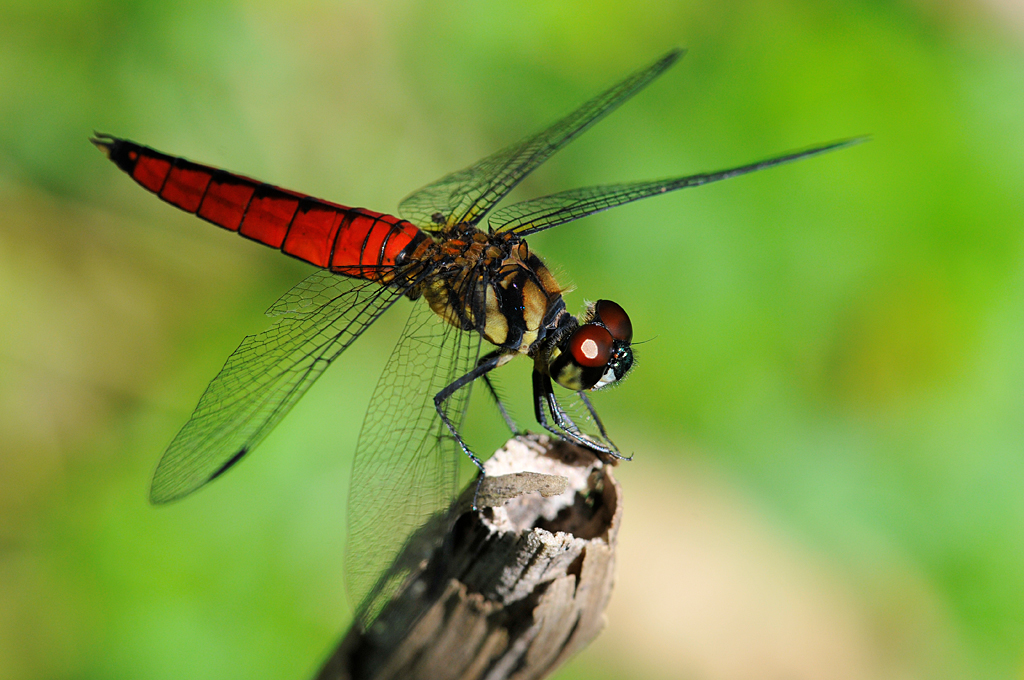 Dragonfly