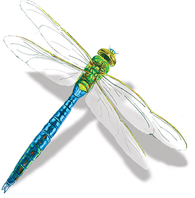 Dragonfly