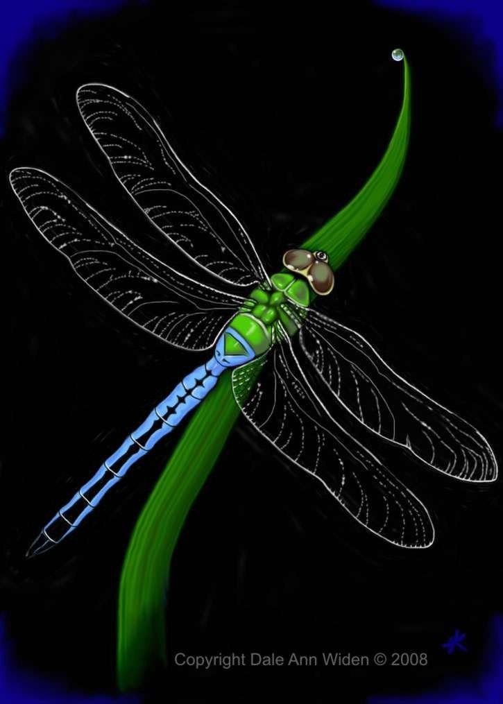 Dragonfly Art