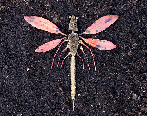 Dragonfly Art For Kids