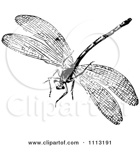 Dragonfly Clipart Black And White