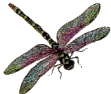 Dragonfly Clipart Images