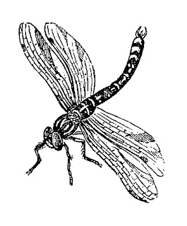 Dragonfly Clipart Images