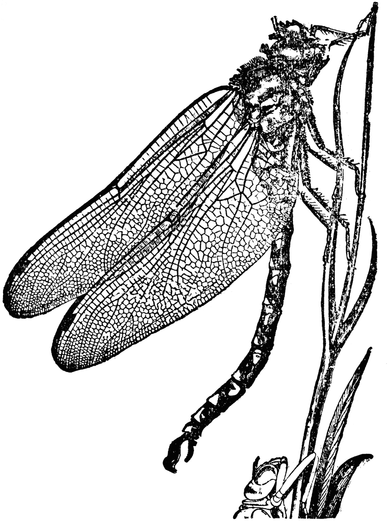 Dragonfly Clipart Images