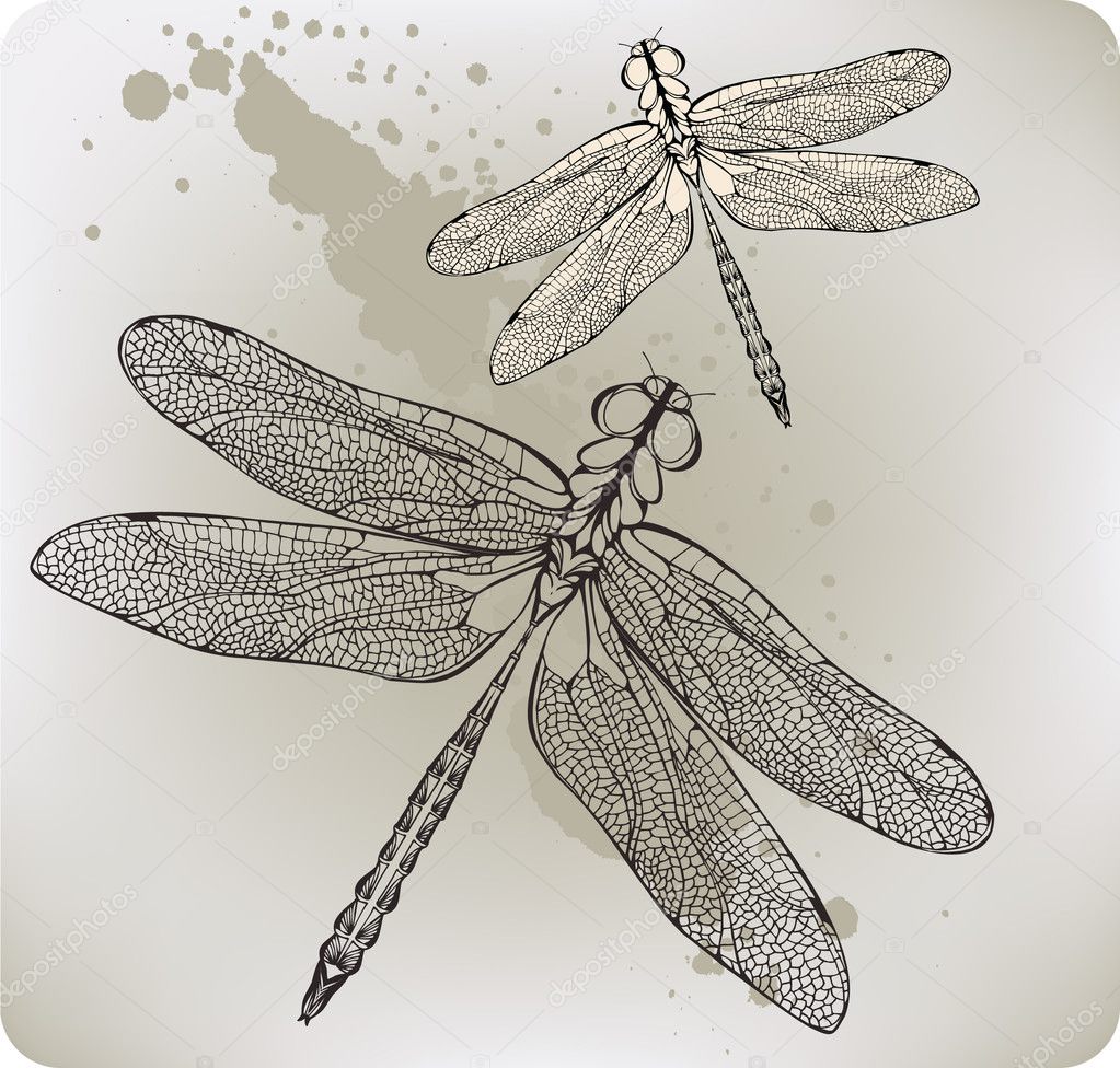 Dragonfly Drawing