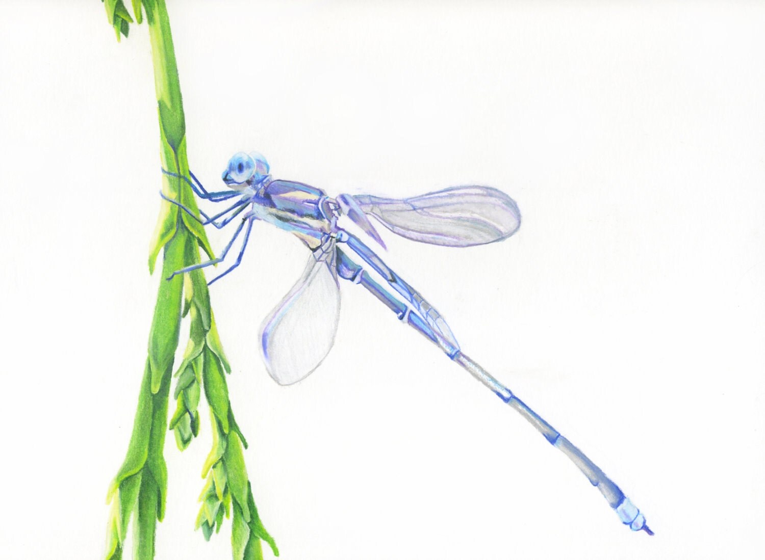 Dragonfly Drawing