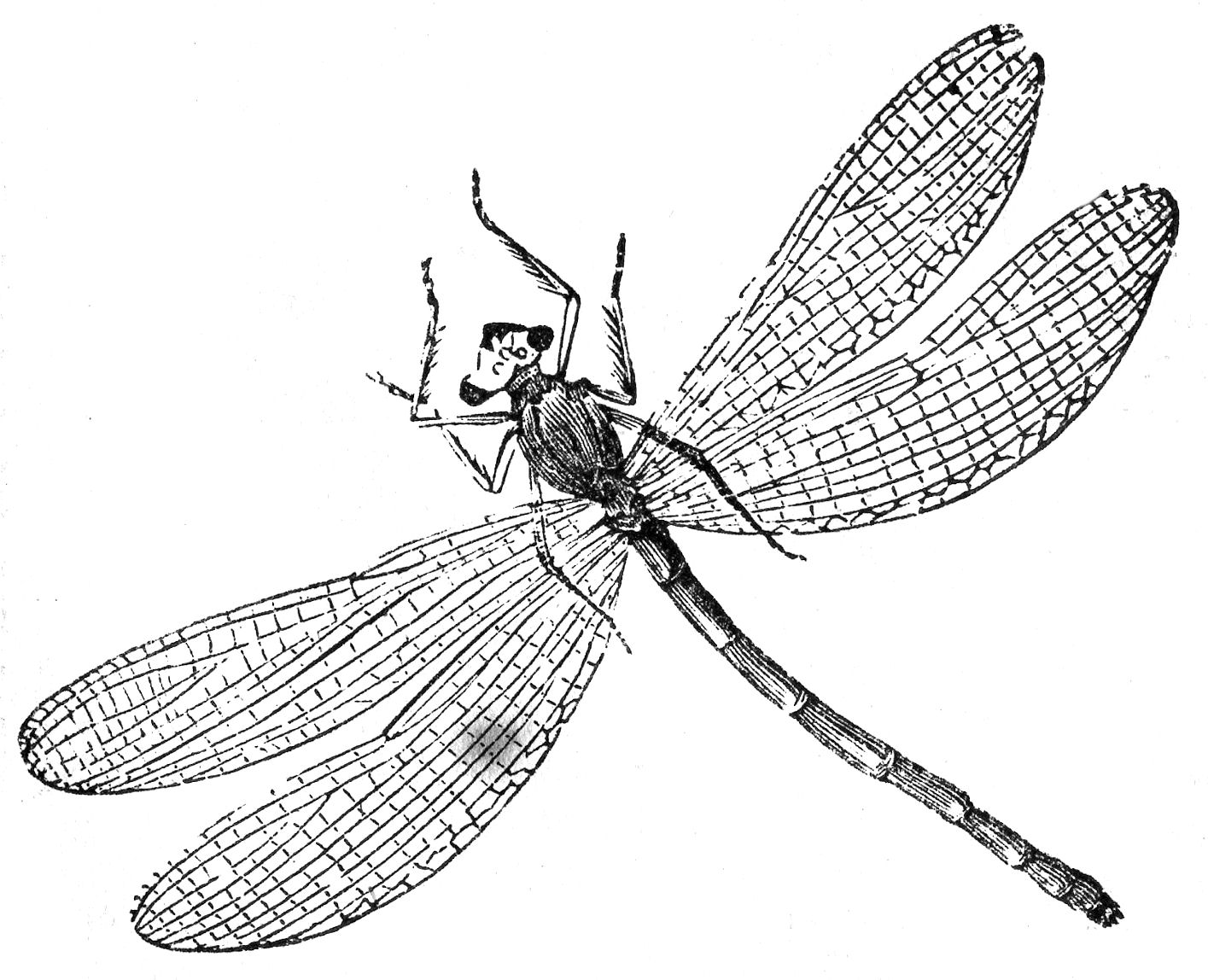 Dragonfly Drawing