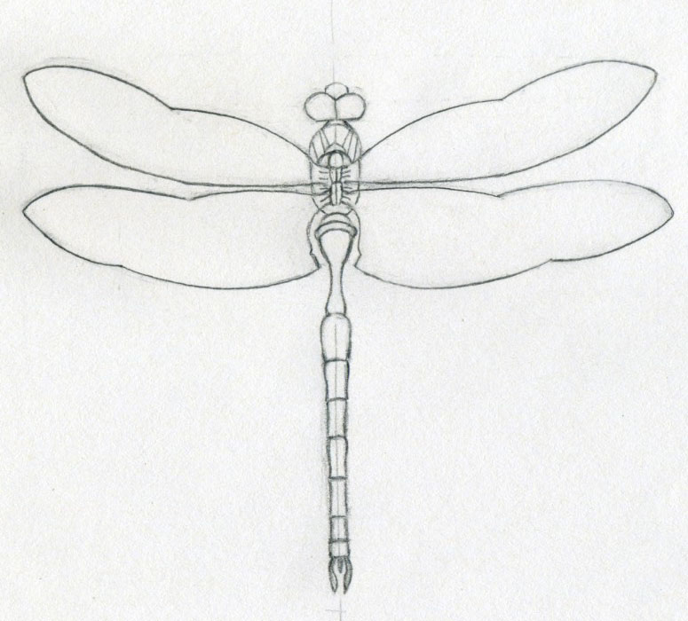 Dragonfly Drawing For Kids