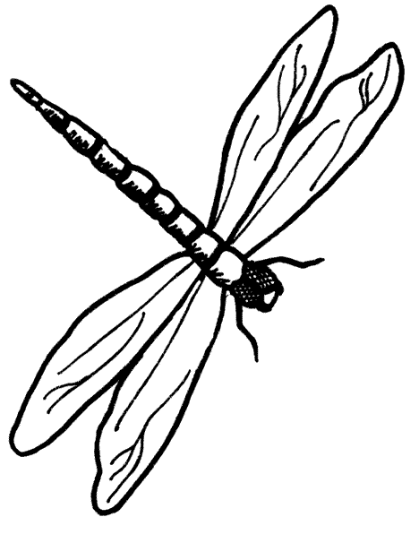 Dragonfly Drawing Images