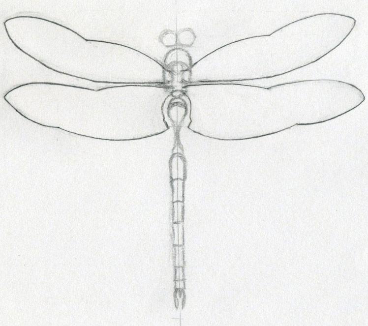 Dragonfly Drawing Template