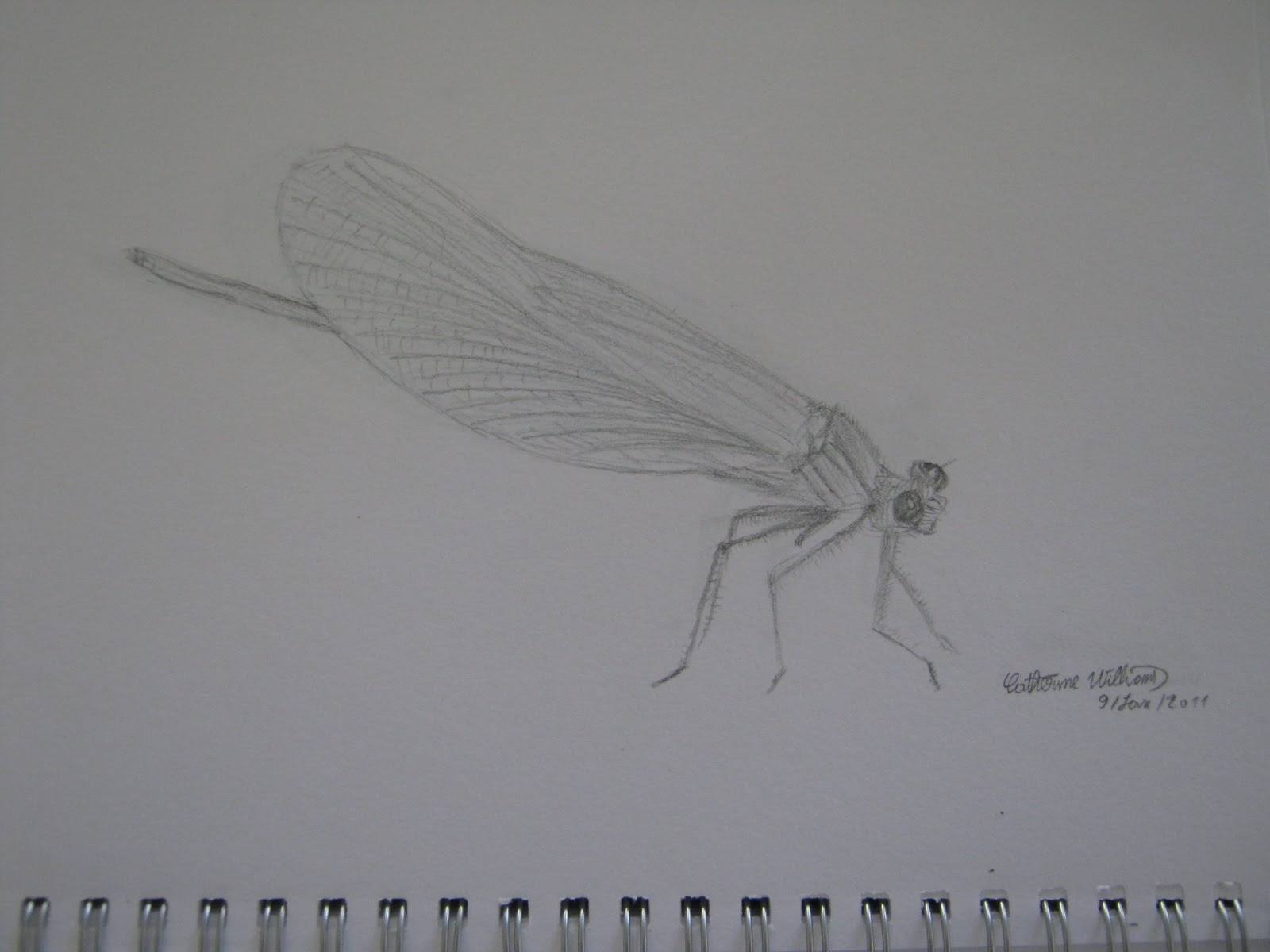 Dragonfly Drawing Template