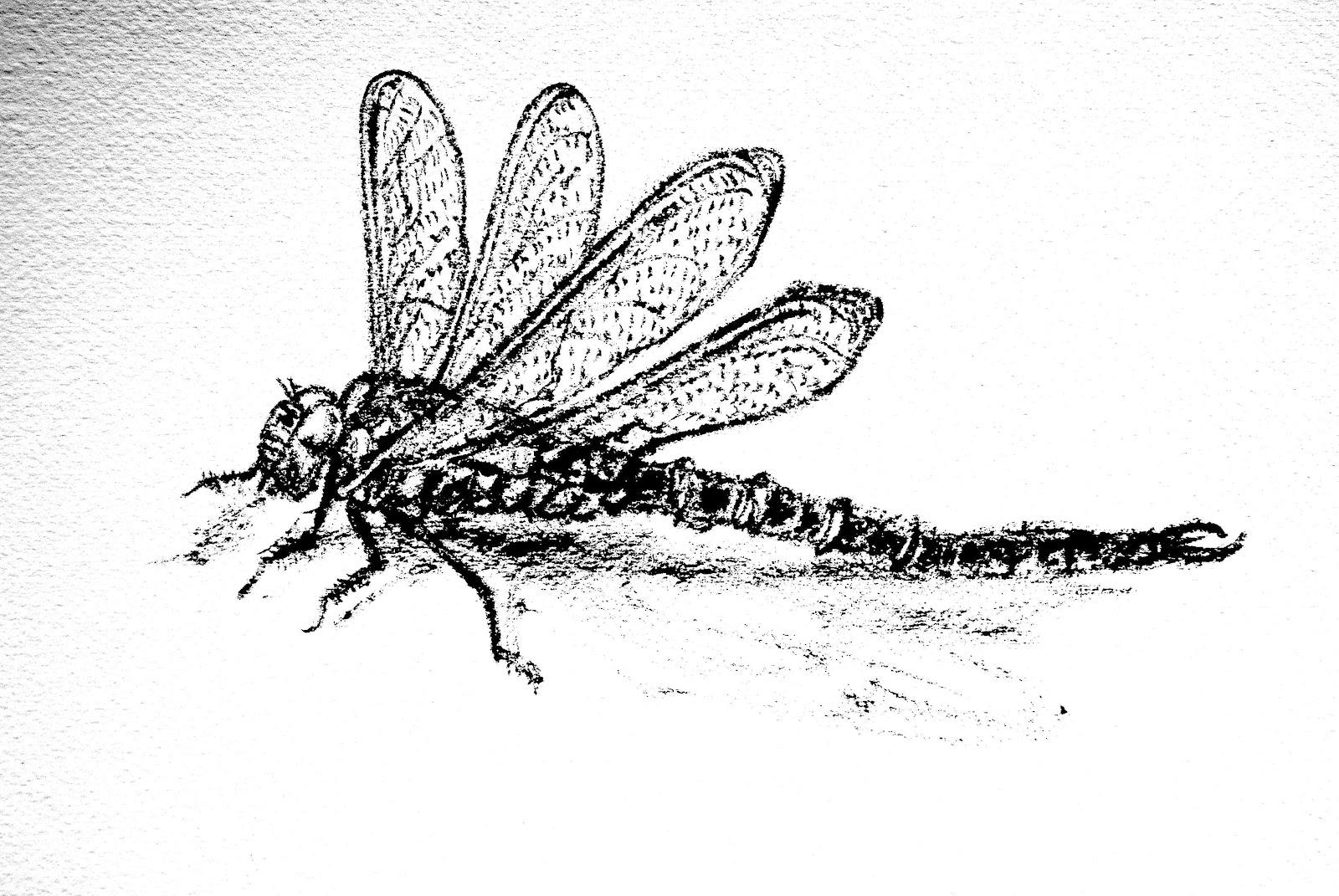 Dragonfly Drawing Template