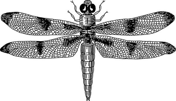 Dragonfly Drawing Template