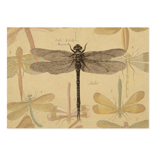 Dragonfly Drawing Template