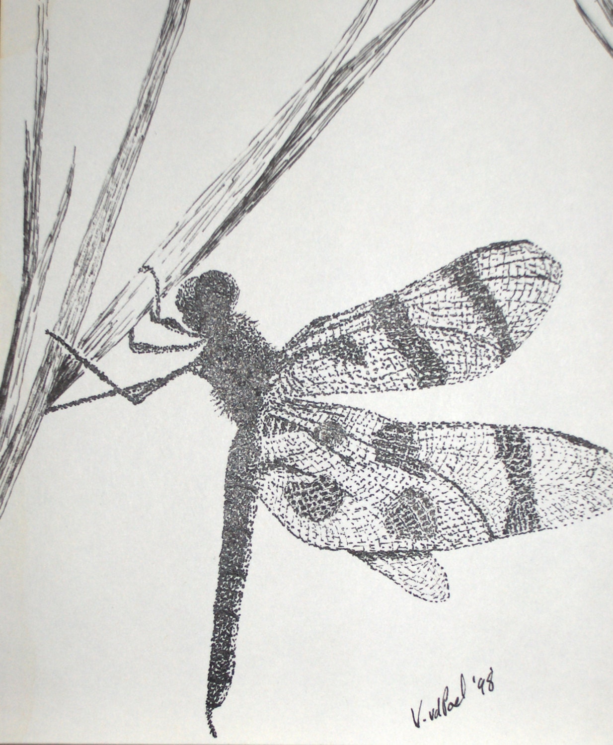 Dragonfly Drawings Art