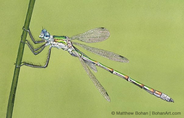 Dragonfly Drawings Art