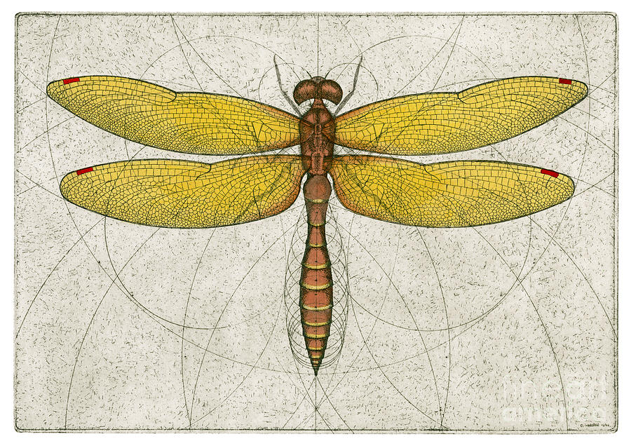 Dragonfly Drawings Designs