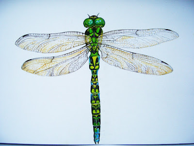 Dragonfly Drawings Designs