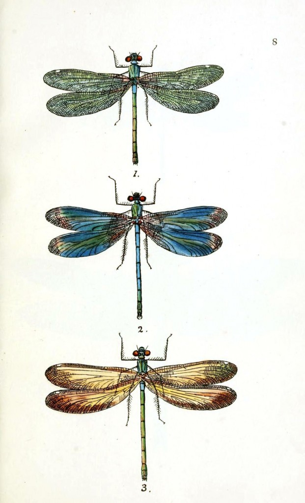 Dragonfly Drawings Free