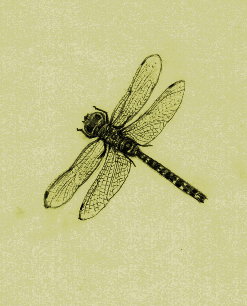 Dragonfly Drawings With Flowers