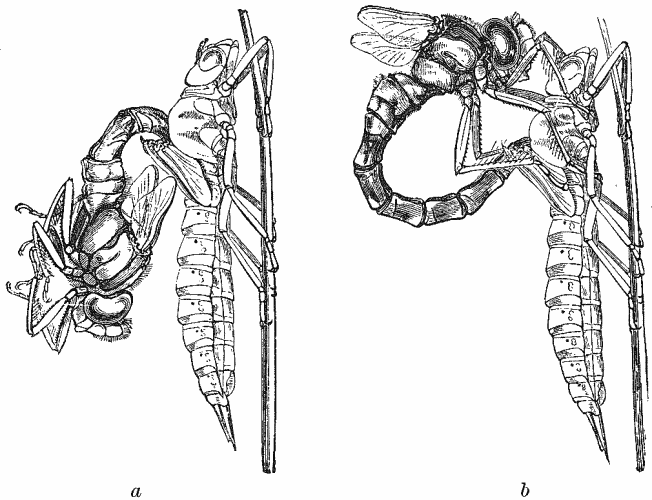 Dragonfly Larvae Eating Fish