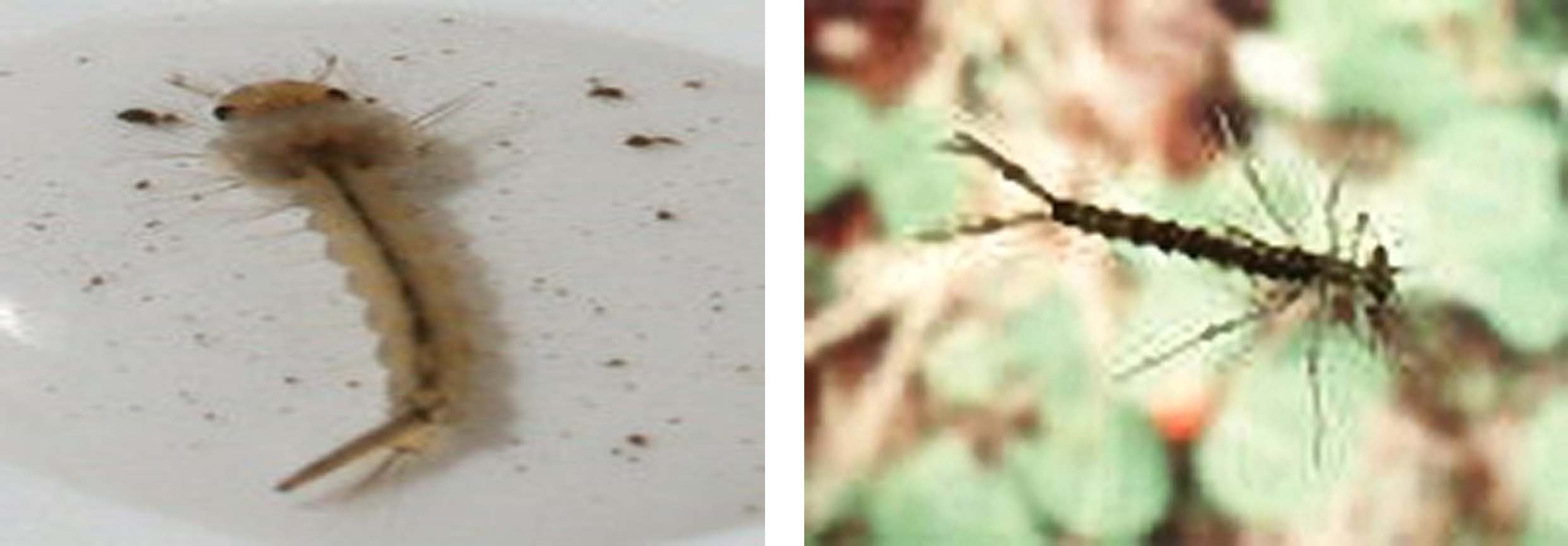 Dragonfly Larvae Eating Fish