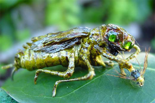 Dragonfly Larvae Eating Fish